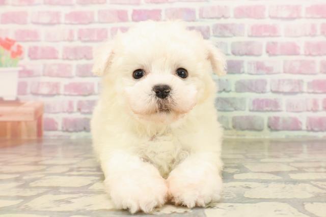栃木県のビションフリーゼ (Coo&RIKU小山店/2025年6月9日生まれ/男の子/ホワイト)の子犬の1枚目の画像