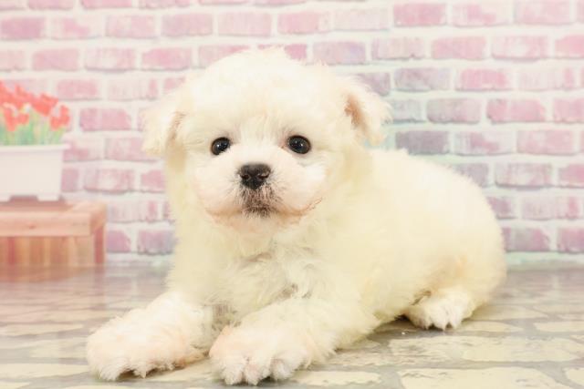 栃木県のビションフリーゼ (Coo&RIKU小山店/2025年6月9日生まれ/男の子/ホワイト)の子犬の2枚目の画像