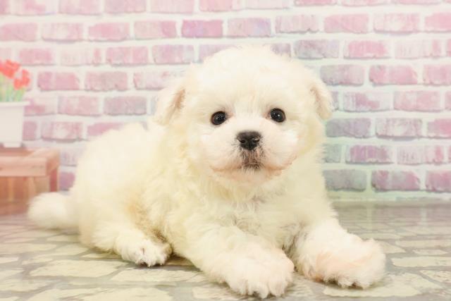 栃木県のビションフリーゼ (Coo&RIKU小山店/2025年6月9日生まれ/男の子/ホワイト)の子犬の3枚目の画像