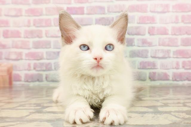 神奈川県のラグドール (Coo&RIKU藤沢店/2025年6月10日生まれ/女の子/ブルーポイントバイカラー)の子猫の1枚目の画像