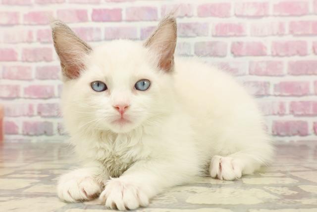 神奈川県のラグドール (Coo&RIKU藤沢店/2025年6月10日生まれ/女の子/ブルーポイントバイカラー)の子猫の2枚目の画像