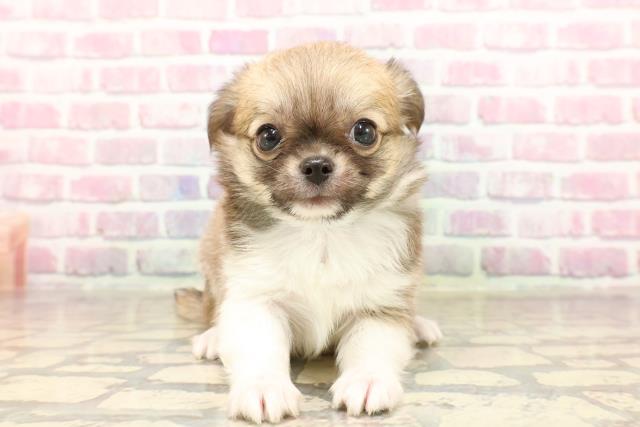 東京都のチワワ(ロング) (Coo&RIKU福生店/2025年6月12日生まれ/男の子/レッドホワイト)の子犬の1枚目の画像