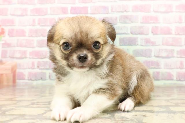 東京都のチワワ(ロング) (Coo&RIKU福生店/2025年6月12日生まれ/男の子/レッドホワイト)の子犬の2枚目の画像