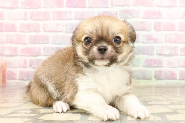 東京都のチワワ(ロング) (Coo&RIKU福生店/2025年6月12日生まれ/男の子/レッドホワイト)の子犬の3枚目の画像