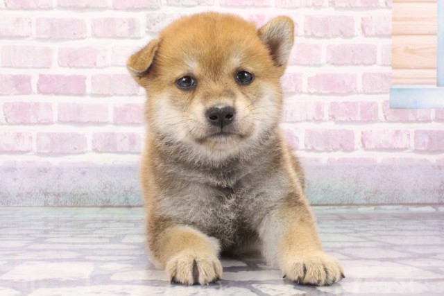 京都府の柴犬(標準サイズ) (Coo&RIKU京都店/2025年6月12日生まれ/男の子/赤)の子犬の1枚目の画像