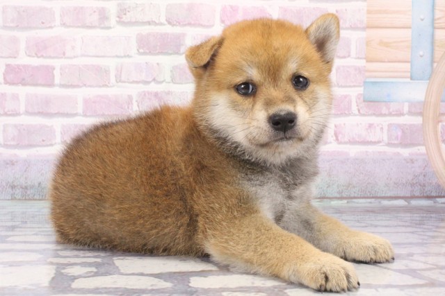 京都府の柴犬(標準サイズ) (Coo&RIKU京都店/2025年6月12日生まれ/男の子/赤)の子犬の2枚目の画像