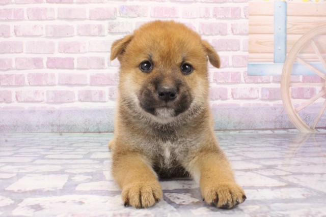 兵庫県の柴犬(標準サイズ) (Coo&RIKU尼崎店/2025年6月12日生まれ/男の子/赤)の子犬の1枚目の画像