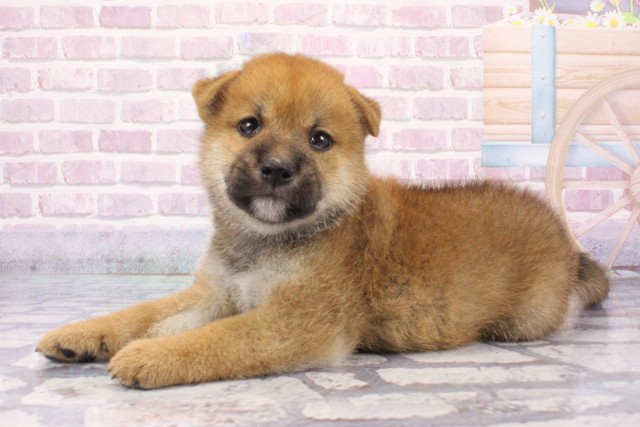 兵庫県の柴犬(標準サイズ) (Coo&RIKU尼崎店/2025年6月12日生まれ/男の子/赤)の子犬の2枚目の画像