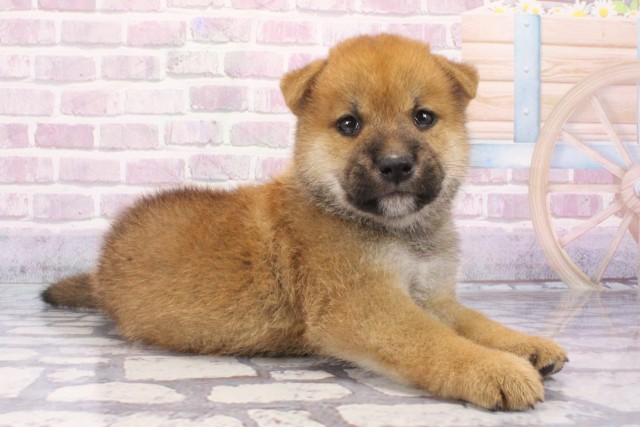 兵庫県の柴犬(標準サイズ) (Coo&RIKU尼崎店/2025年6月12日生まれ/男の子/赤)の子犬の3枚目の画像