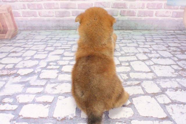 兵庫県の柴犬(標準サイズ) (Coo&RIKU尼崎店/2025年6月12日生まれ/男の子/赤)の子犬の4枚目の画像