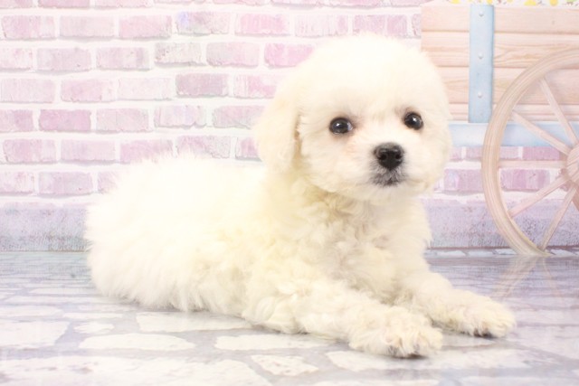 大阪府のビションフリーゼ (Coo&RIKU心斎橋店/2025年6月11日生まれ/女の子/ホワイト)の子犬の2枚目の画像