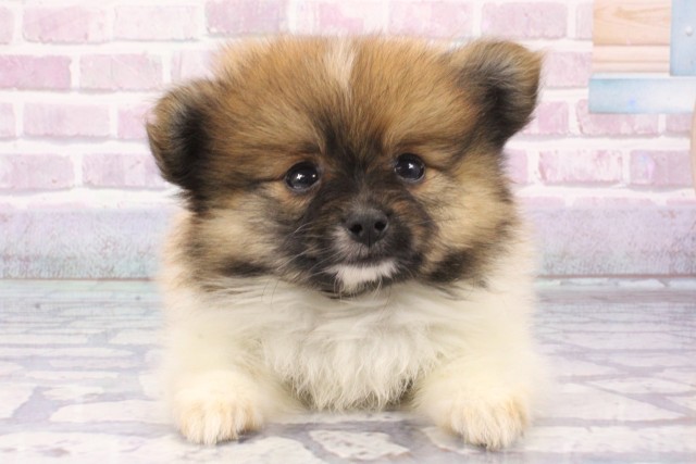 大阪府のポメラニアン (Coo&RIKU和泉店/2025年6月12日生まれ/男の子/オレンジホワイト)の子犬
