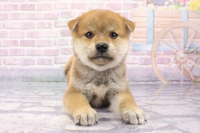 兵庫県の柴犬(標準サイズ) (Coo&RIKU伊丹店/2025年6月12日生まれ/男の子/赤)の子犬の1枚目の画像