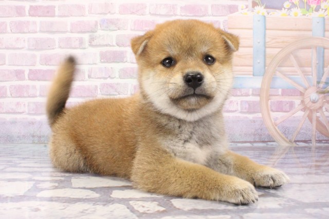兵庫県の柴犬(標準サイズ) (Coo&RIKU伊丹店/2025年6月12日生まれ/男の子/赤)の子犬の2枚目の画像