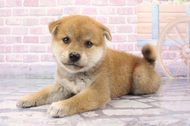 兵庫県の柴犬(標準サイズ) (Coo&RIKU伊丹店/2025年6月12日生まれ/男の子/赤)の子犬の3枚目の画像