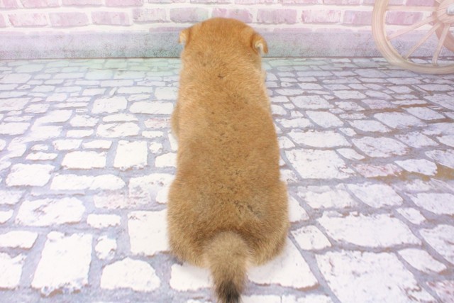 兵庫県の柴犬(標準サイズ) (Coo&RIKU伊丹店/2025年6月12日生まれ/男の子/赤)の子犬の4枚目の画像