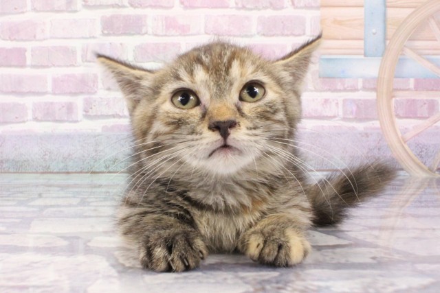 京都府のマンチカン (Coo&RIKU京都店/2025年6月10日生まれ/女の子/ブラウンパッチドタビー)の子猫の1枚目の画像