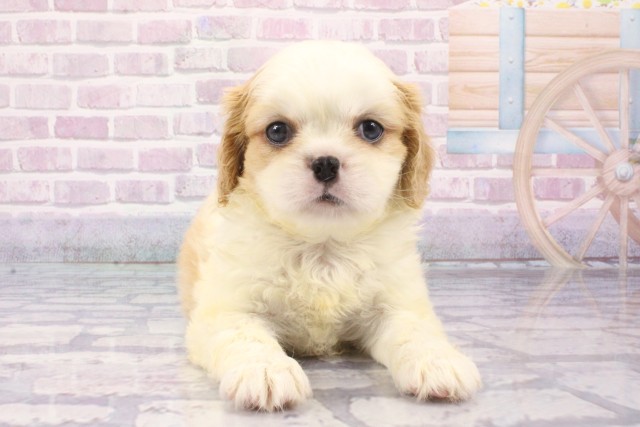 京都府のハーフ犬・ミックス犬 (Coo&RIKU舞鶴店/2025年6月11日生まれ/男の子/ホワイトレッド)の子犬の1枚目の画像
