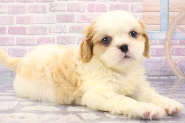 京都府のハーフ犬・ミックス犬 (Coo&RIKU舞鶴店/2025年6月11日生まれ/男の子/ホワイトレッド)の子犬の2枚目の画像