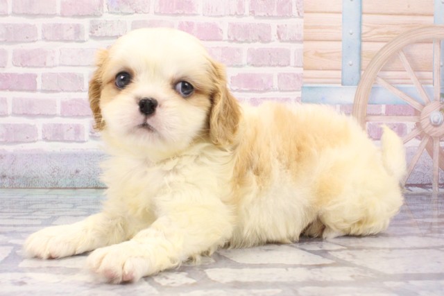 京都府のハーフ犬・ミックス犬 (Coo&RIKU舞鶴店/2025年6月11日生まれ/男の子/ホワイトレッド)の子犬の3枚目の画像