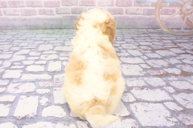 京都府のハーフ犬・ミックス犬 (Coo&RIKU舞鶴店/2025年6月11日生まれ/男の子/ホワイトレッド)の子犬の4枚目の画像