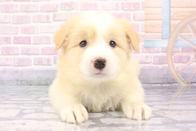兵庫県のボーダーコリー (Coo&RIKU三木店/2025年6月11日生まれ/男の子/レッドホワイト)の子犬の1枚目の画像