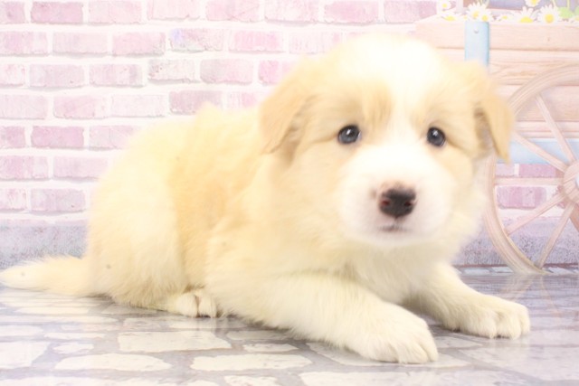 兵庫県のボーダーコリー (Coo&RIKU三木店/2025年6月11日生まれ/男の子/レッドホワイト)の子犬の2枚目の画像