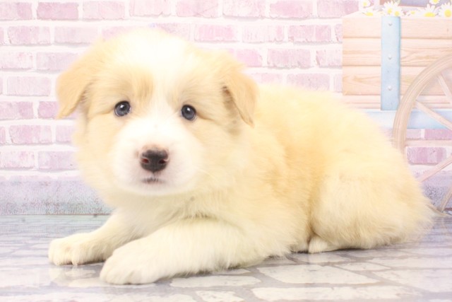 兵庫県のボーダーコリー (Coo&RIKU三木店/2025年6月11日生まれ/男の子/レッドホワイト)の子犬の3枚目の画像