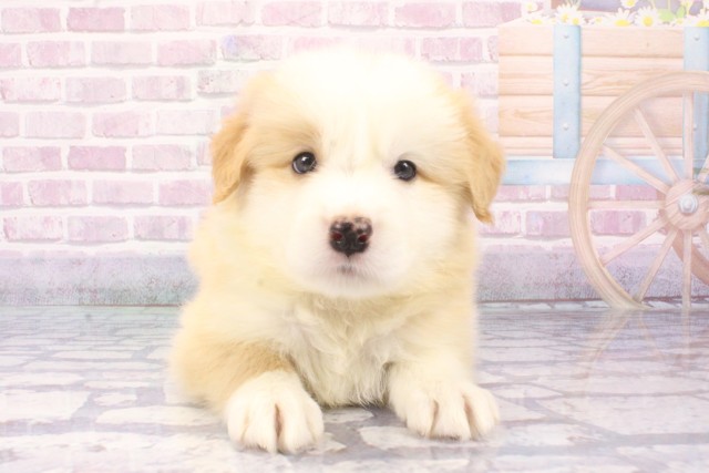 兵庫県のボーダーコリー (Coo&RIKU尼崎店/2025年6月11日生まれ/男の子/レッドホワイト)の子犬