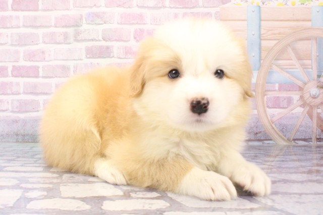兵庫県のボーダーコリー (Coo&RIKU尼崎店/2025年6月11日生まれ/男の子/レッドホワイト)の子犬の2枚目の画像