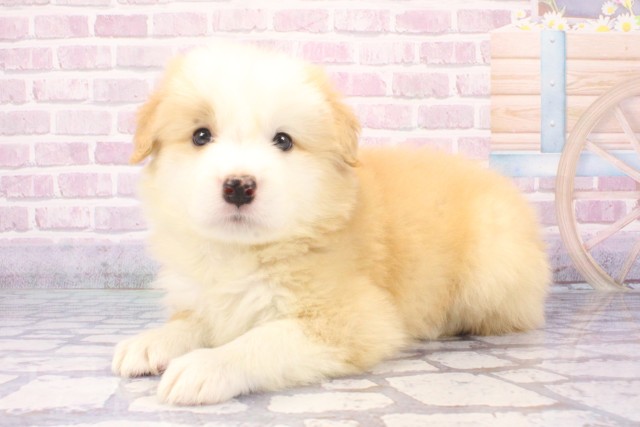 兵庫県のボーダーコリー (Coo&RIKU尼崎店/2025年6月11日生まれ/男の子/レッドホワイト)の子犬の3枚目の画像