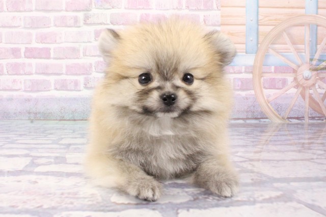 大阪府のハーフ犬・ミックス犬 (Coo&RIKU心斎橋店/2025年6月11日生まれ/男の子/クリームセーブル)の子犬の1枚目の画像