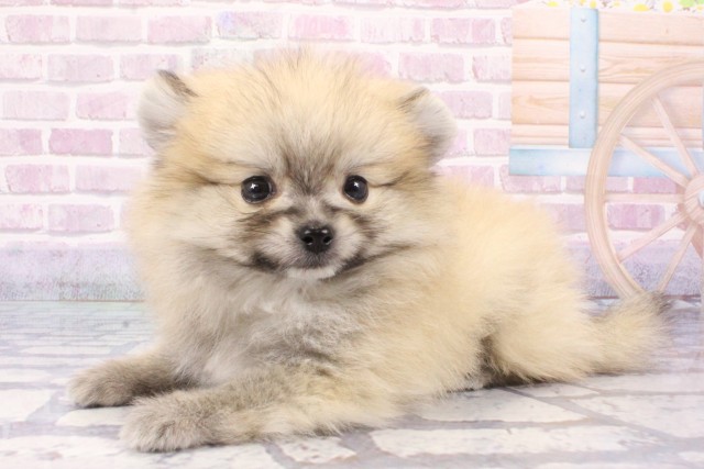 大阪府のハーフ犬・ミックス犬 (Coo&RIKU心斎橋店/2025年6月11日生まれ/男の子/クリームセーブル)の子犬の3枚目の画像