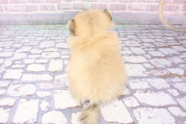 大阪府のハーフ犬・ミックス犬 (Coo&RIKU心斎橋店/2025年6月11日生まれ/男の子/クリームセーブル)の子犬の4枚目の画像
