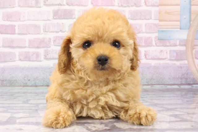 大阪府のトイプードル(トイ) (Coo&RIKU梅田店/2025年6月12日生まれ/女の子/オレンジフォーン)の子犬の1枚目の画像