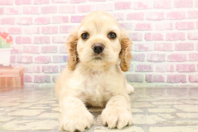 埼玉県のアメリカンコッカースパニエル (Coo&RIKU川越店/2025年6月12日生まれ/男の子/バフ)の子犬の1枚目の画像