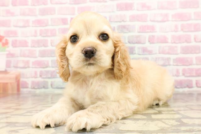 埼玉県のアメリカンコッカースパニエル (Coo&RIKU川越店/2025年6月12日生まれ/男の子/バフ)の子犬の2枚目の画像