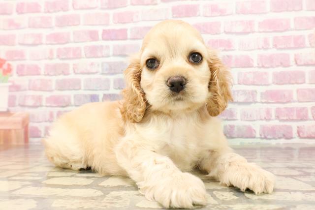埼玉県のアメリカンコッカースパニエル (Coo&RIKU川越店/2025年6月12日生まれ/男の子/バフ)の子犬の3枚目の画像