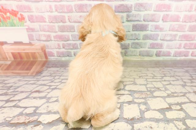 埼玉県のアメリカンコッカースパニエル (Coo&RIKU川越店/2025年6月12日生まれ/男の子/バフ)の子犬の4枚目の画像