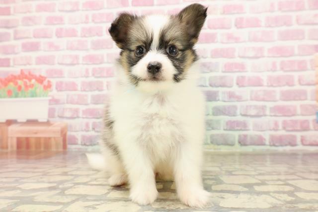 神奈川県のパピヨン (Coo&RIKU小田原店/2025年6月12日生まれ/男の子/ホワイトブラウン)の子犬