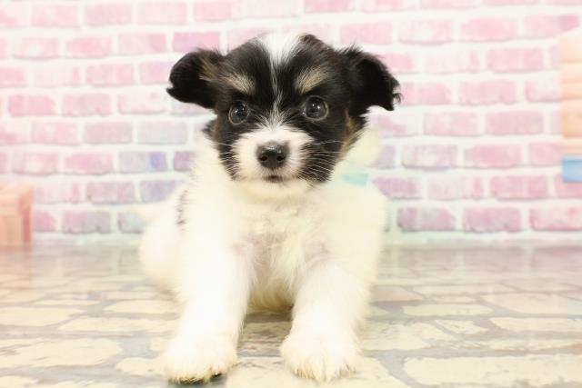 神奈川県のパピヨン (Coo&RIKU平塚店/2025年6月12日生まれ/男の子/ホワイトブラウン)の子犬の1枚目の画像