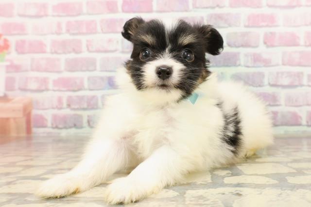 神奈川県のパピヨン (Coo&RIKU平塚店/2025年6月12日生まれ/男の子/ホワイトブラウン)の子犬の2枚目の画像