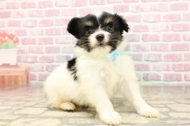 神奈川県のパピヨン (Coo&RIKU平塚店/2025年6月12日生まれ/男の子/ホワイトブラウン)の子犬の3枚目の画像