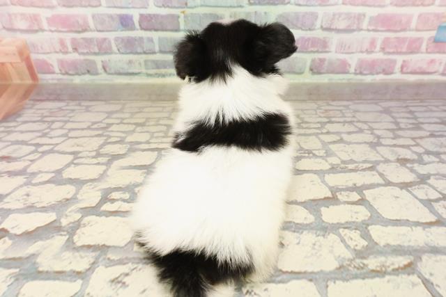 神奈川県のパピヨン (Coo&RIKU平塚店/2025年6月12日生まれ/男の子/ホワイトブラウン)の子犬の4枚目の画像