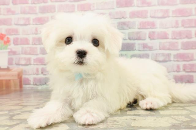 東京都のマルチーズ (Coo&RIKU八王子西店/2025年6月2日生まれ/男の子/ホワイト)の子犬の2枚目の画像