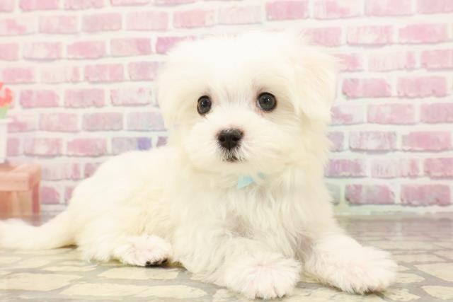 東京都のマルチーズ (Coo&RIKU八王子西店/2025年6月2日生まれ/男の子/ホワイト)の子犬の3枚目の画像