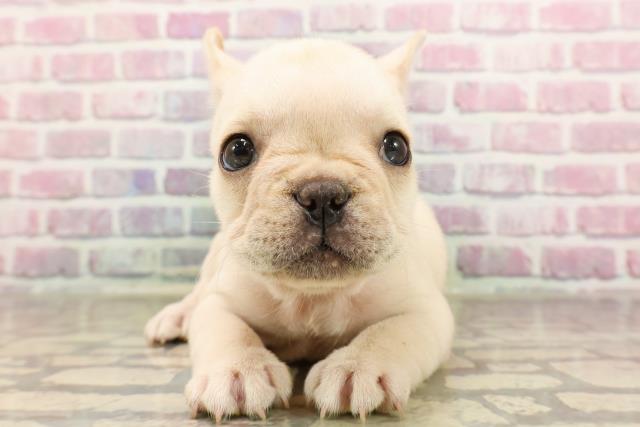 埼玉県のフレンチブルドッグ (Coo&RIKU川越店/2025年6月4日生まれ/女の子/クリーム)の子犬の1枚目の画像