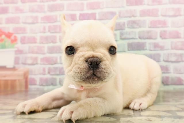 埼玉県のフレンチブルドッグ (Coo&RIKU川越店/2025年6月4日生まれ/女の子/クリーム)の子犬の2枚目の画像