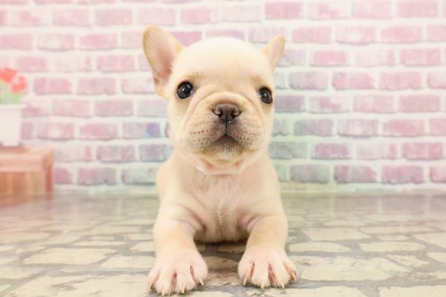 東京都のフレンチブルドッグ (Coo&RIKU八王子西店/2025年6月12日生まれ/女の子/クリーム)の子犬の1枚目の画像