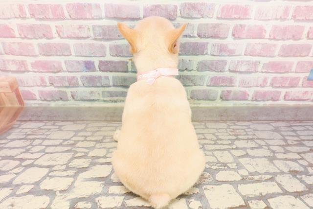 東京都のフレンチブルドッグ (Coo&RIKU八王子西店/2025年6月12日生まれ/女の子/クリーム)の子犬の4枚目の画像